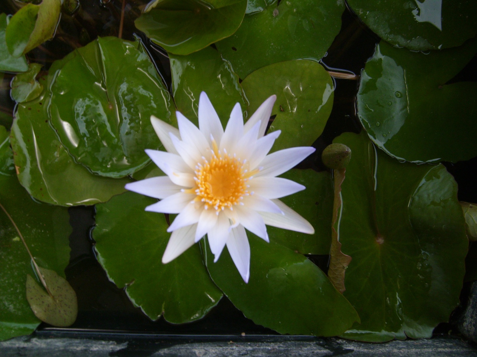 Dauben (Daubenyana)