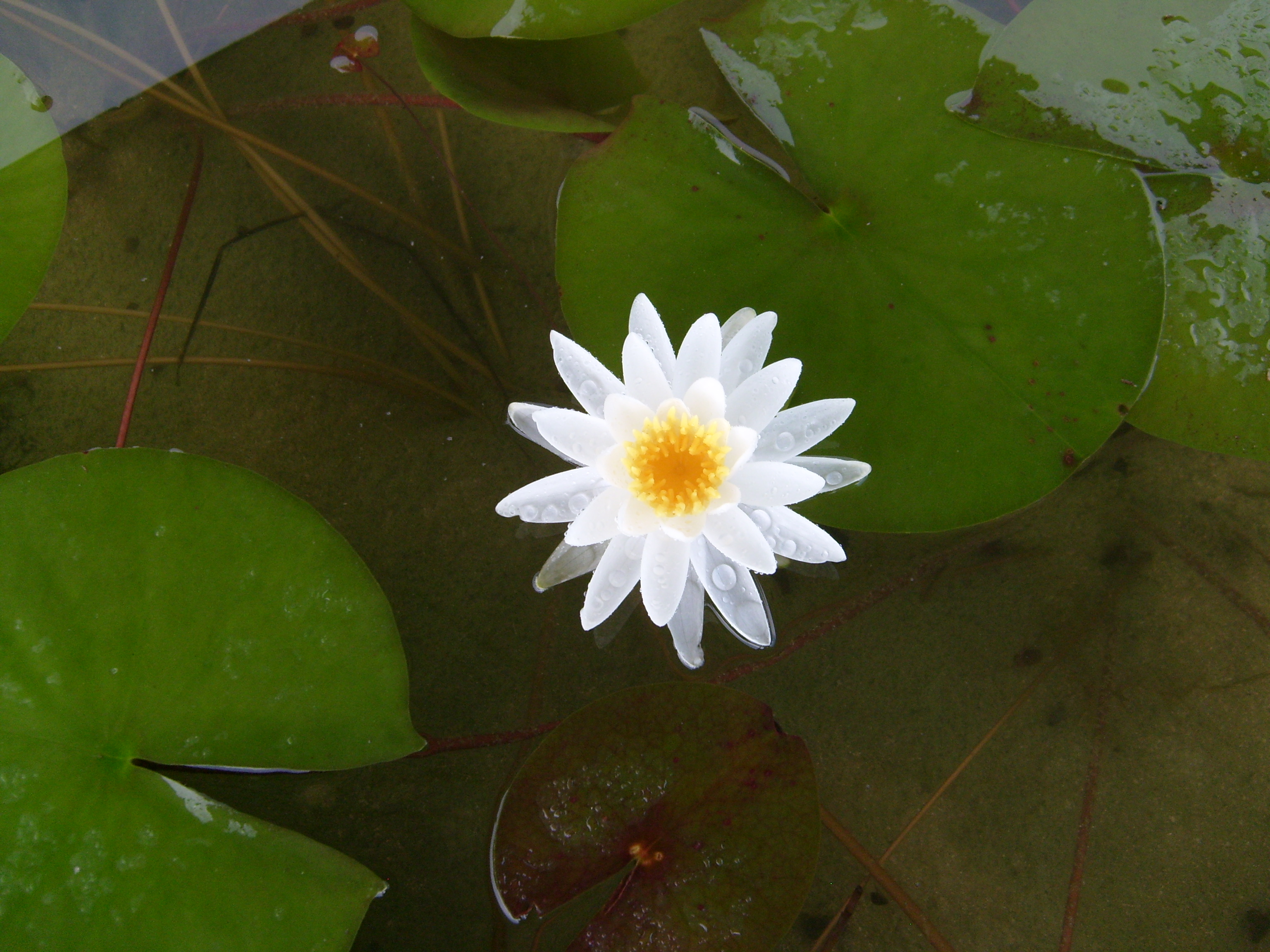 Odorata White