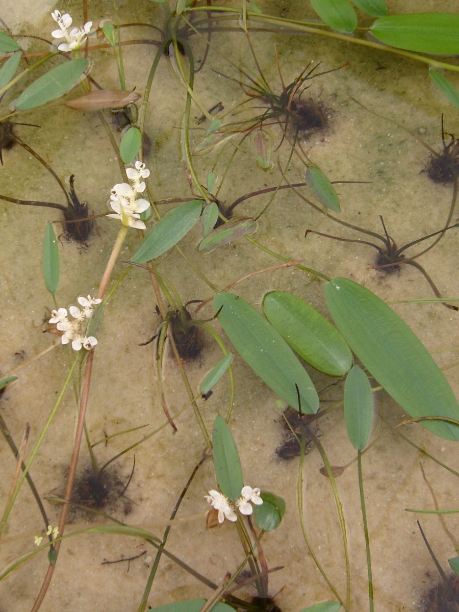 Water Hawthorne  (Aponogeton distachys)