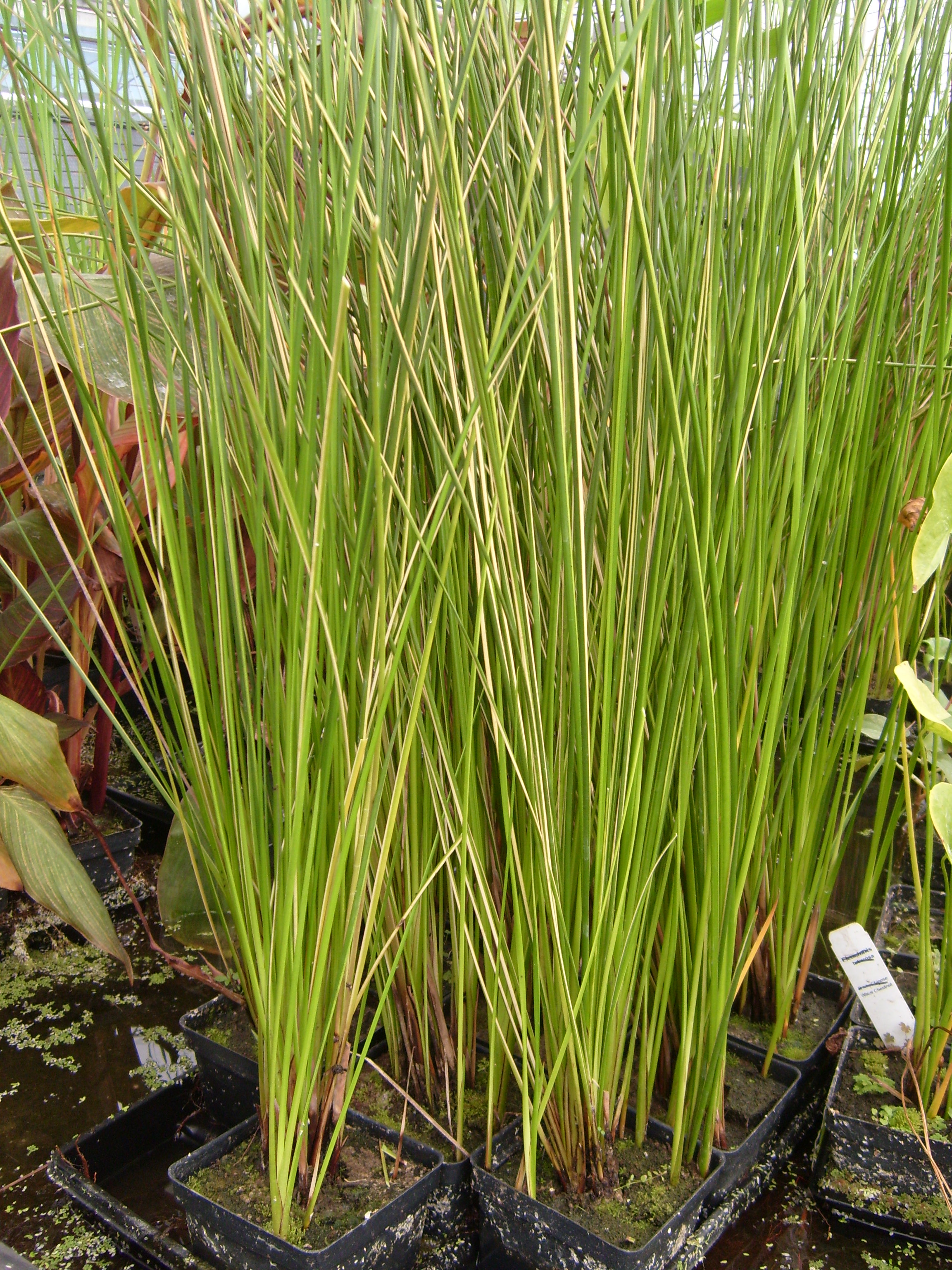 Rush- Variegated Striped "Golden Swords" (Baumea ribiginosa variegata) 2" Pot