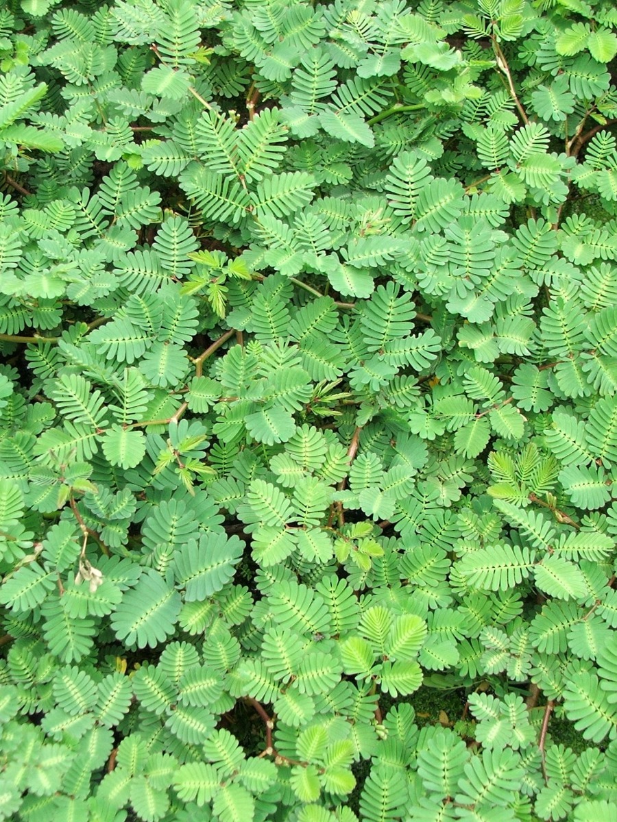 Sensitive Plant (Neptunia aquatica) 2" Pot