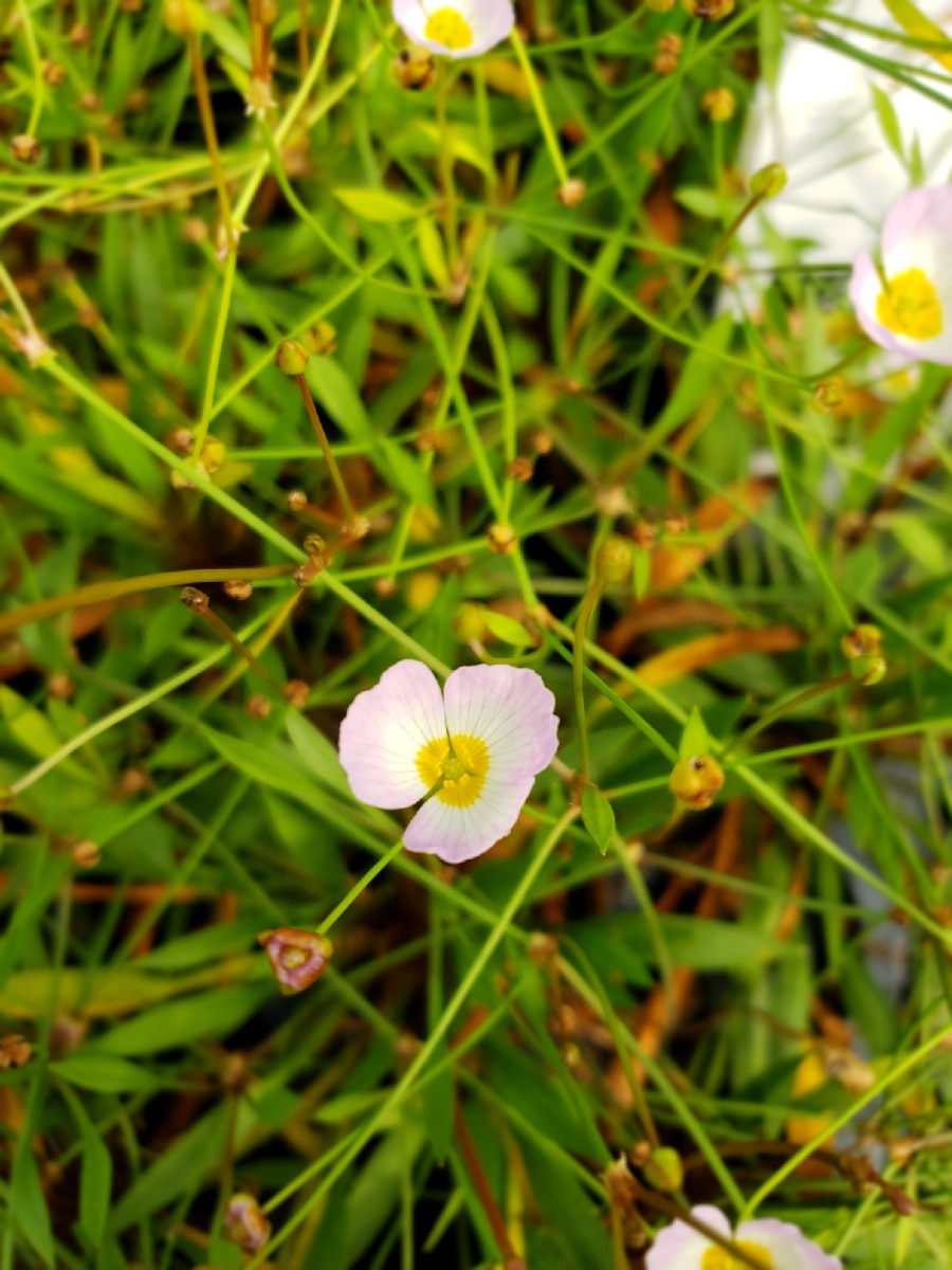 Siberian Pink Cups "Lesser Water Plantain" (Baldellia ranunculoides) 2" Pot