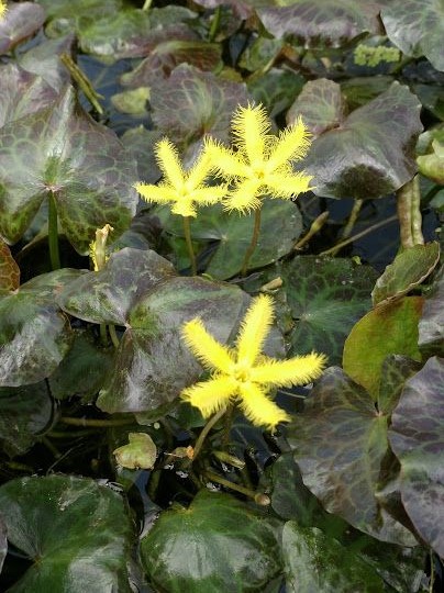 Snowflake- Variegated Yellow Fringe (Nymphoides geminata) 2" Pot