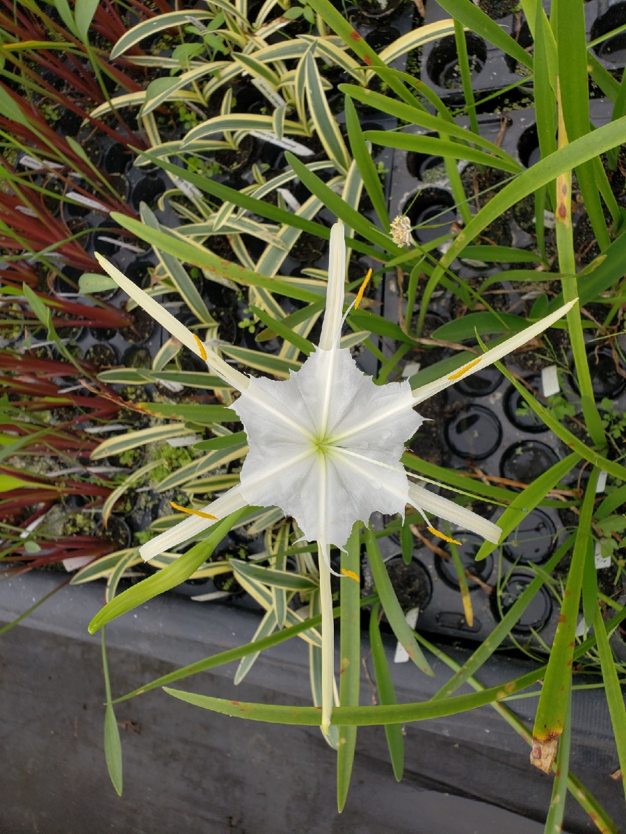 Spider Lily- White (Hymenocallis latifolia) 2" Pot