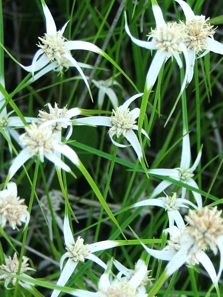 Star Grass "White Top Sedge" (Dichromena colorata) 2" Pot