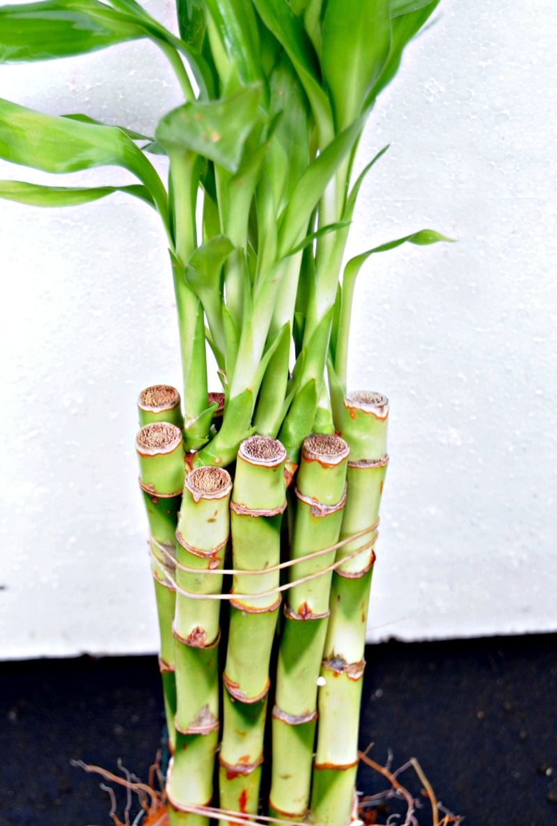 Bamboo Straight 8" (Dracaena sp.)