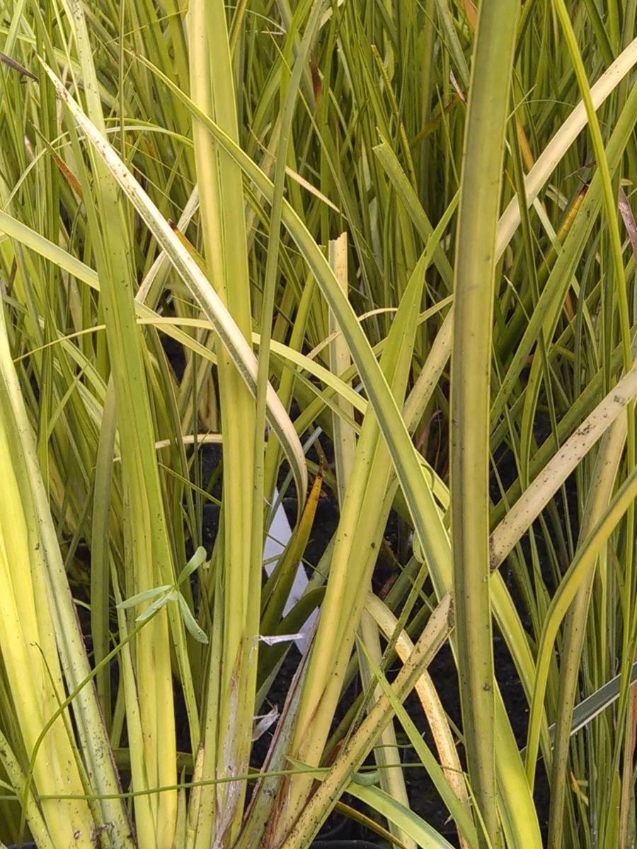 Sweetflag- Golden "Japanese" (Acorus graminues Ogon) 2" Pot