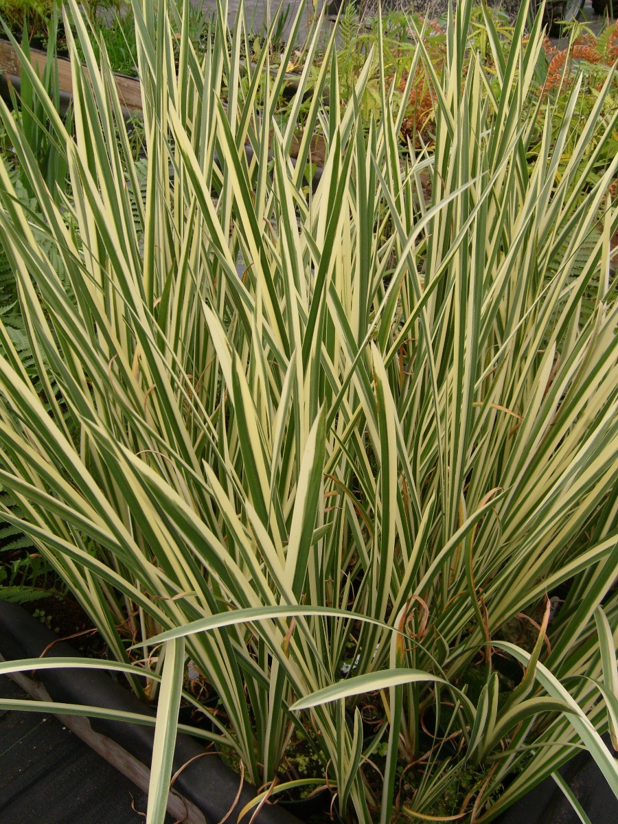 Sweetflag- Variegated Striped (Acorus calamus variegatus) 2" Pot