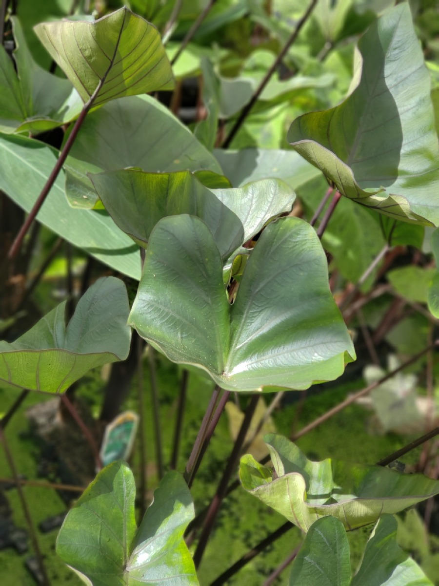 Taro- Tea Cup (Colocasia esculenta "Tea Cup")
