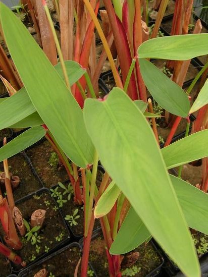 Thalia- Red Stemmed Alligator Flag (Thalia geniculata ruminoides) 2" Pot