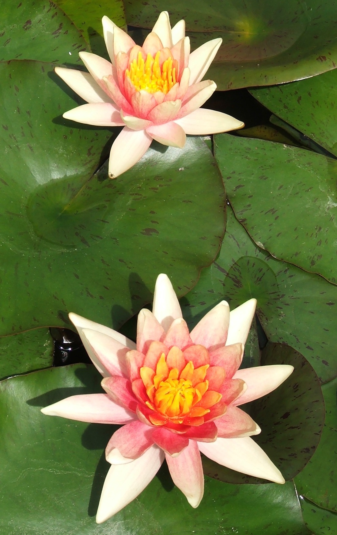 Unnamed Changeable Hardy Lily
