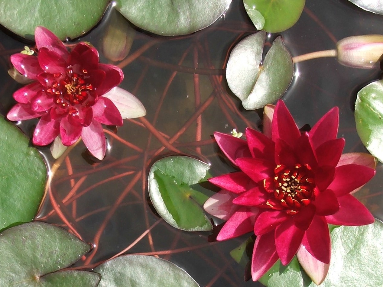 Unnamed Red Hardy Lily