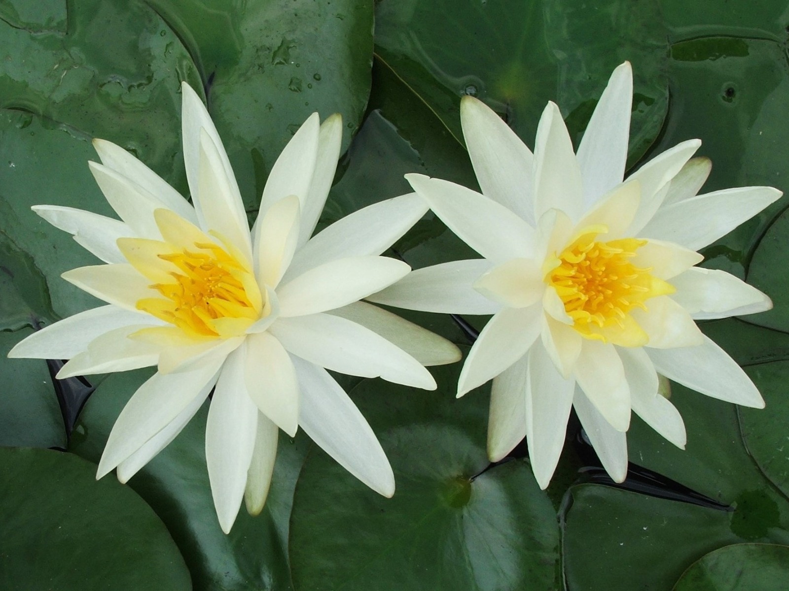 Unnamed White Hardy Lily