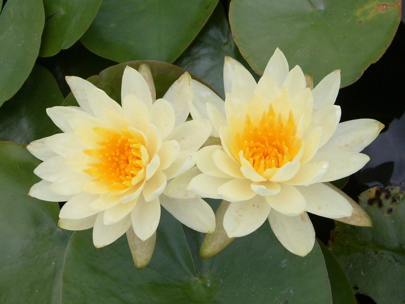 Unnamed Yellow Hardy Lily