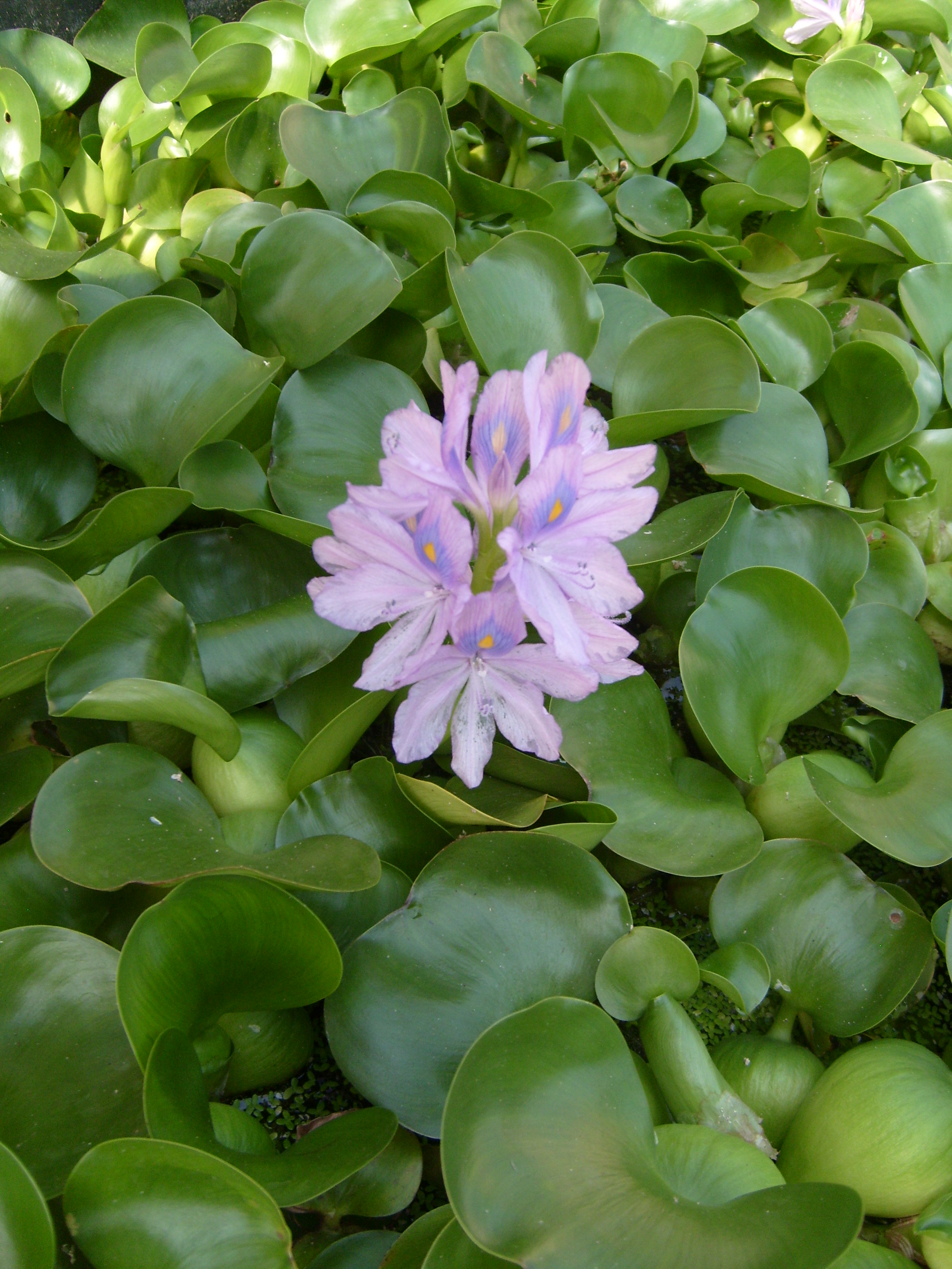 Water Hyacinth (Eichhornia crassipes)