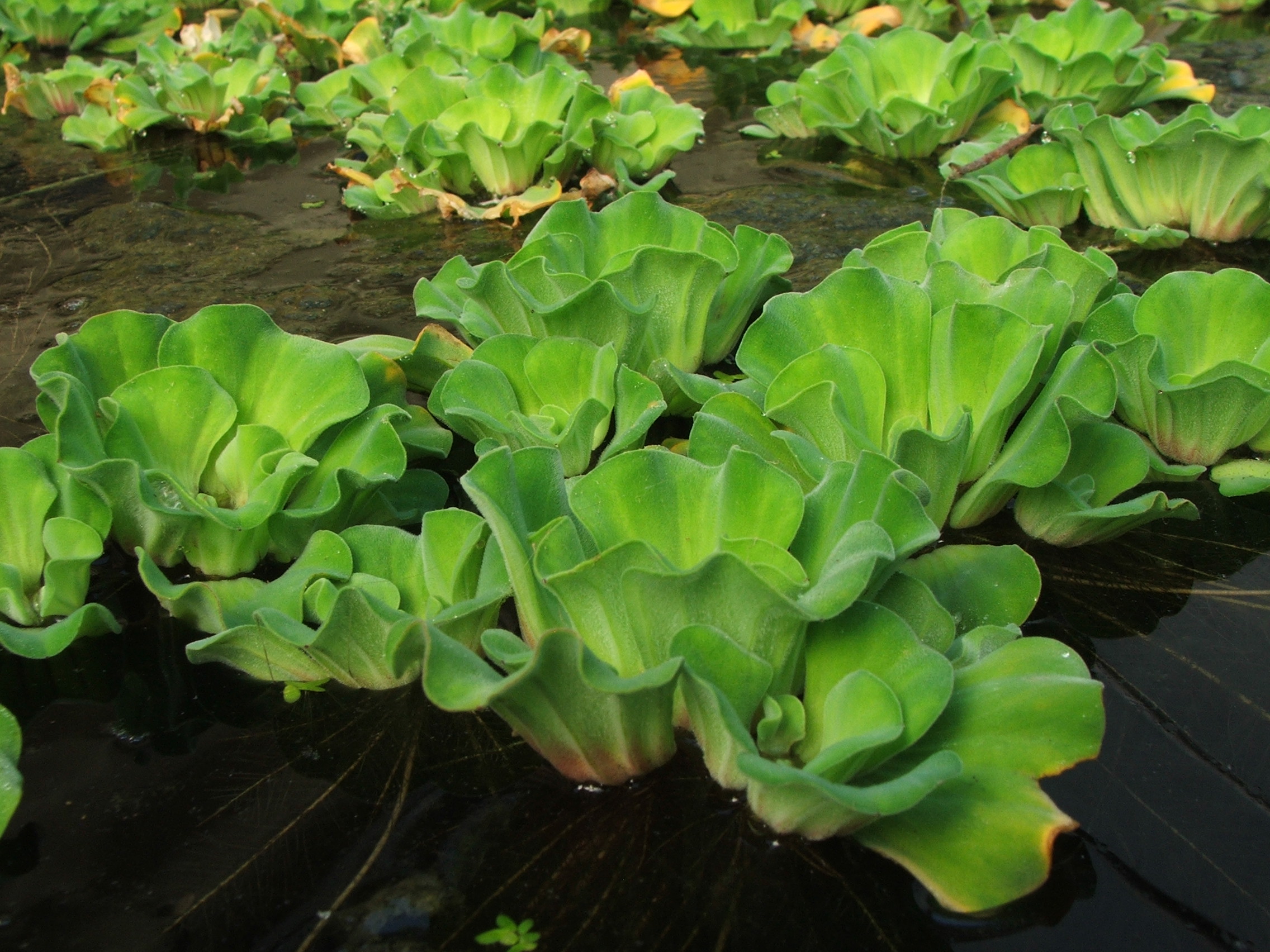 Water Lettuce (Pistia stratiotes)