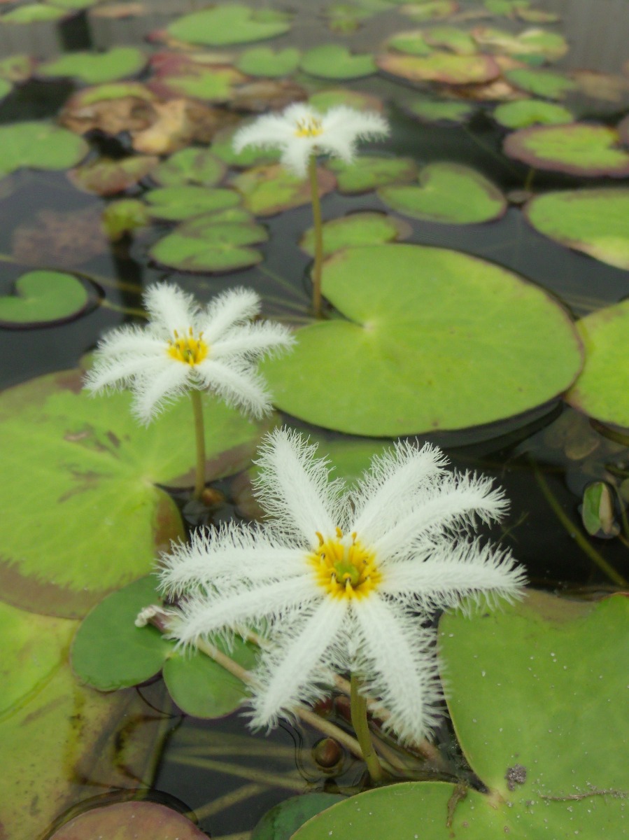 Snowflake- White Fringe Montana (Nymphoides indica) 2" Pot