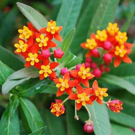 asclepias-_holt_pic_butterfly_weed_1