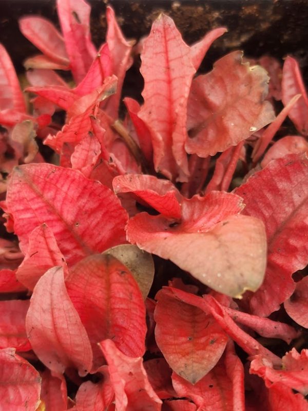 Cryptocoryne Flamingo