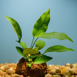 Anubias on Lava Rock