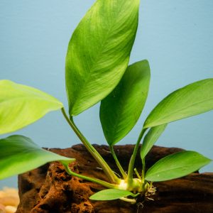 Anubias on Driftwood