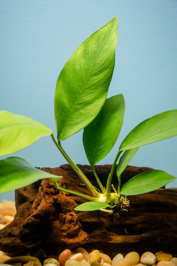 Anubias on Driftwood