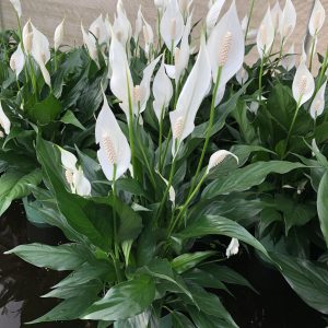 Brazilian Sword "Peace Lily"  (Spathiphyllum sp.)
