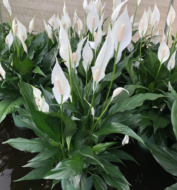 Brazilian Sword "Peace Lily"  (Spathiphyllum sp.)