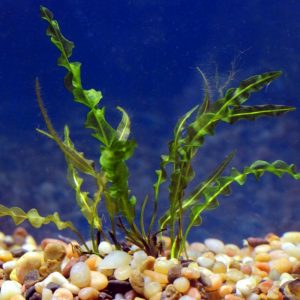 Aponogeton Capuronii