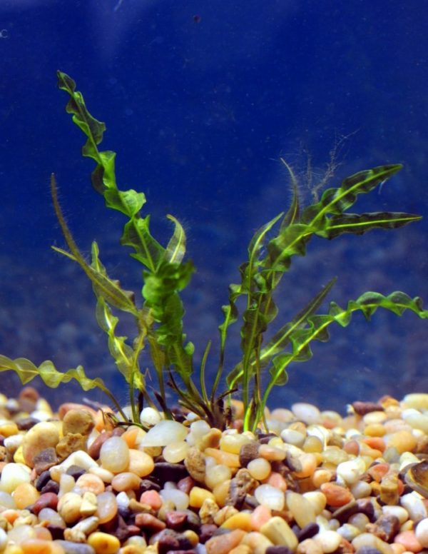 Aponogeton Capuronii