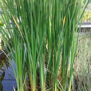 Cattail (Typha latifolia) 2" Pot
