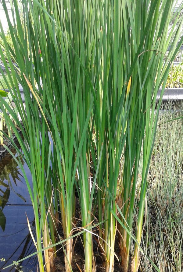 Cattail (Typha latifolia) 2" Pot