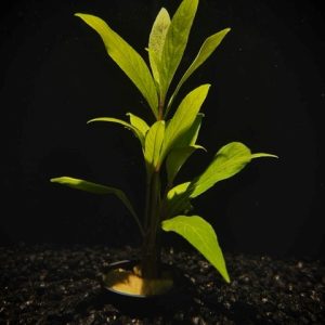 Potted Hygro- Willow (Hygrophila angustifolia)