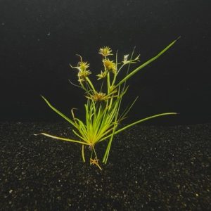 Juncus Repens (Creeping Rush)