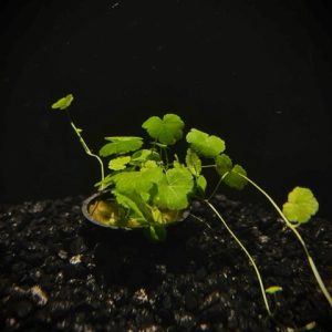 Potted Pennywort- Japan (Hydrocotyle tripartita)