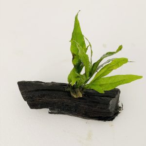 Java Fern on Driftwood