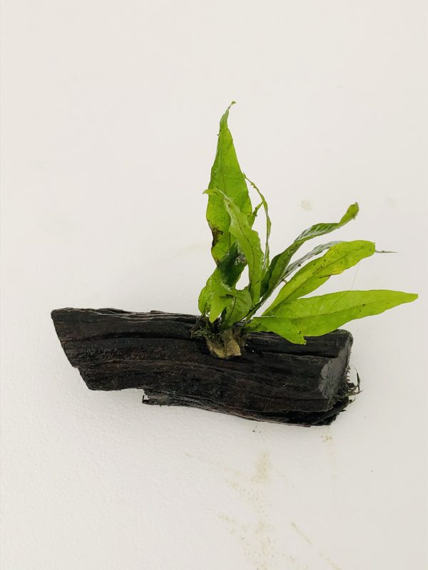 Java Fern on Driftwood