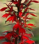 Lobelia- Black Truffle PP (Lobelia cardinalis "Black Truffle" PP) 2" Pot