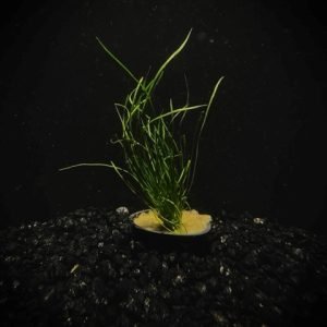 Potted Micro Sword- Narrowleaf (Lilaeopsis novae-zelandiae)