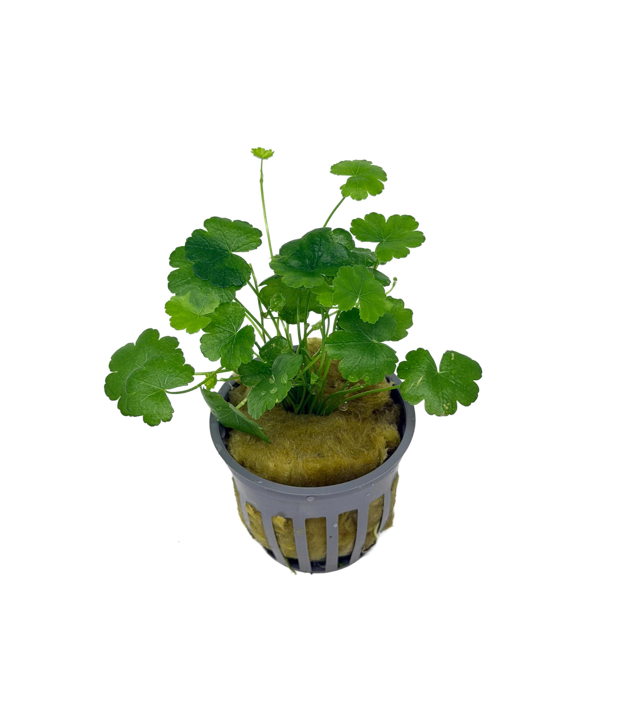 Potted Pennywort - Japan (Hydrocotyle tripartita) - Image 2