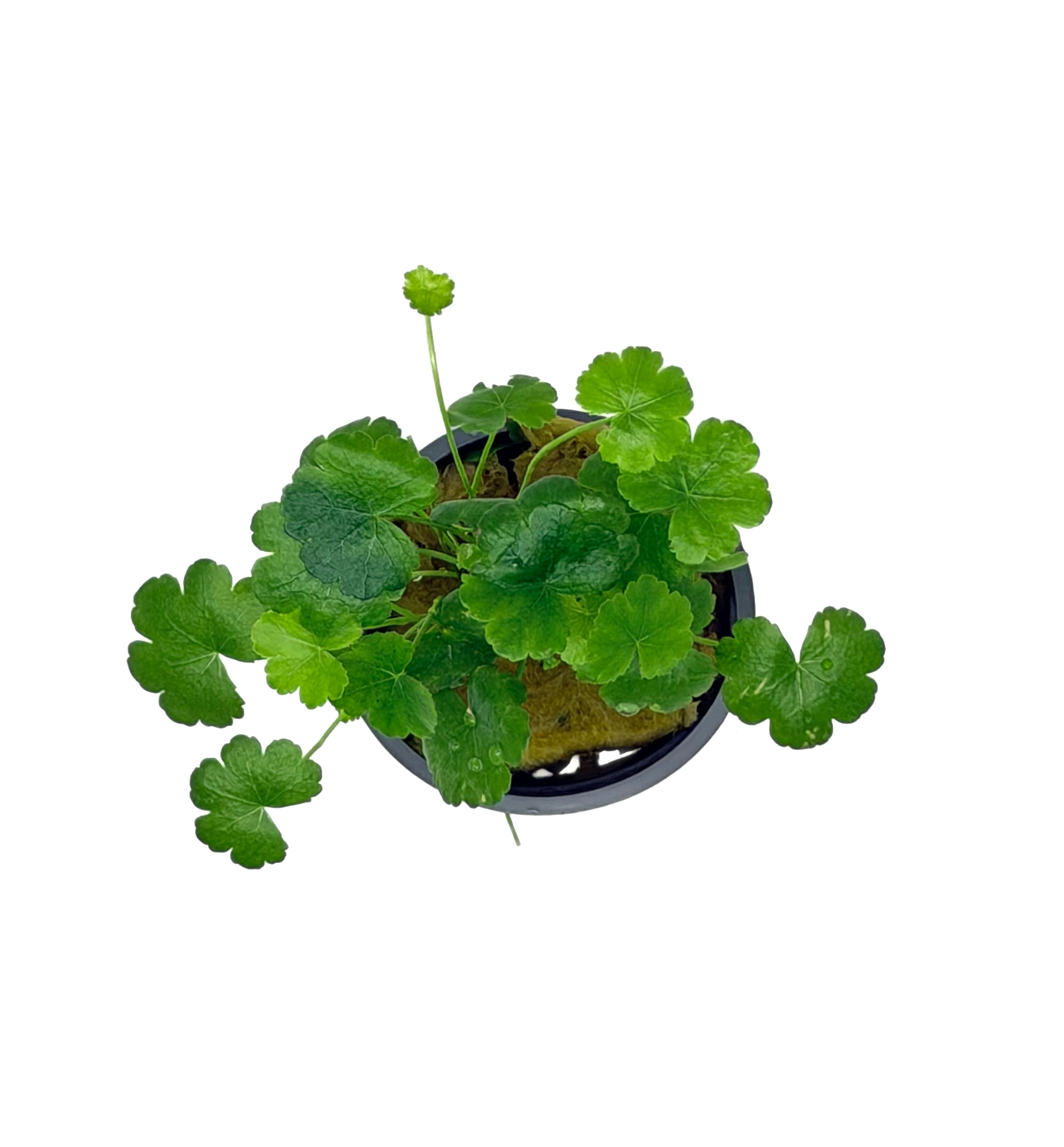 Potted Pennywort - Japan (Hydrocotyle tripartita) - Image 3