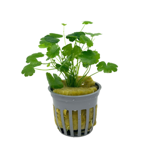 Potted Pennywort - Japan (Hydrocotyle tripartita)