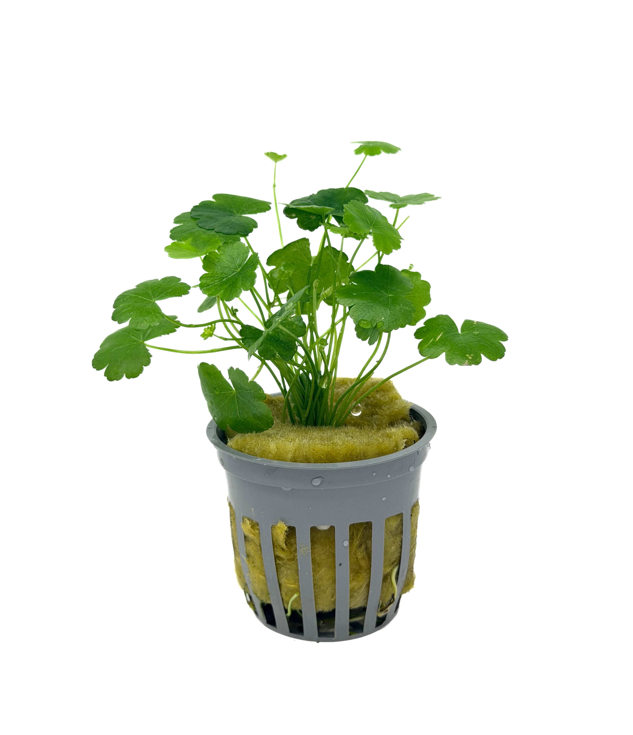Potted Pennywort - Japan (Hydrocotyle tripartita)