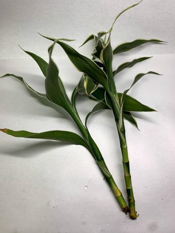 Sanderiana Variegated (Dracaena sanderiana) - Image 2