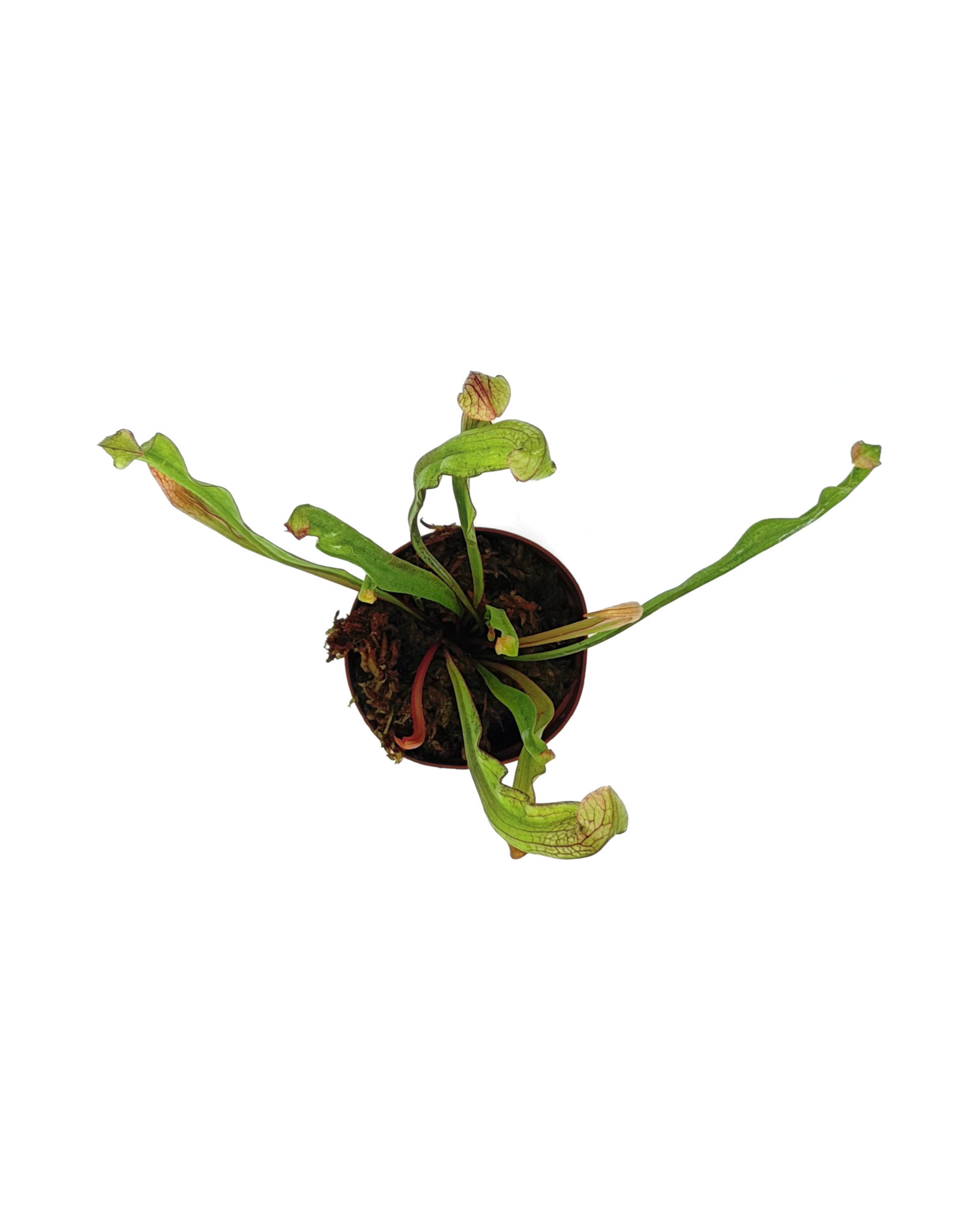 Pitcher Plant Sarracenia 2" Pot - Image 2