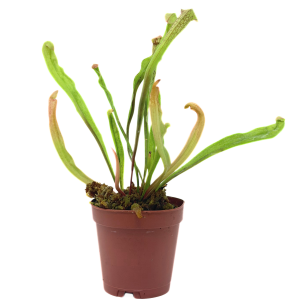 Pitcher Plant Sarracenia 2" Pot