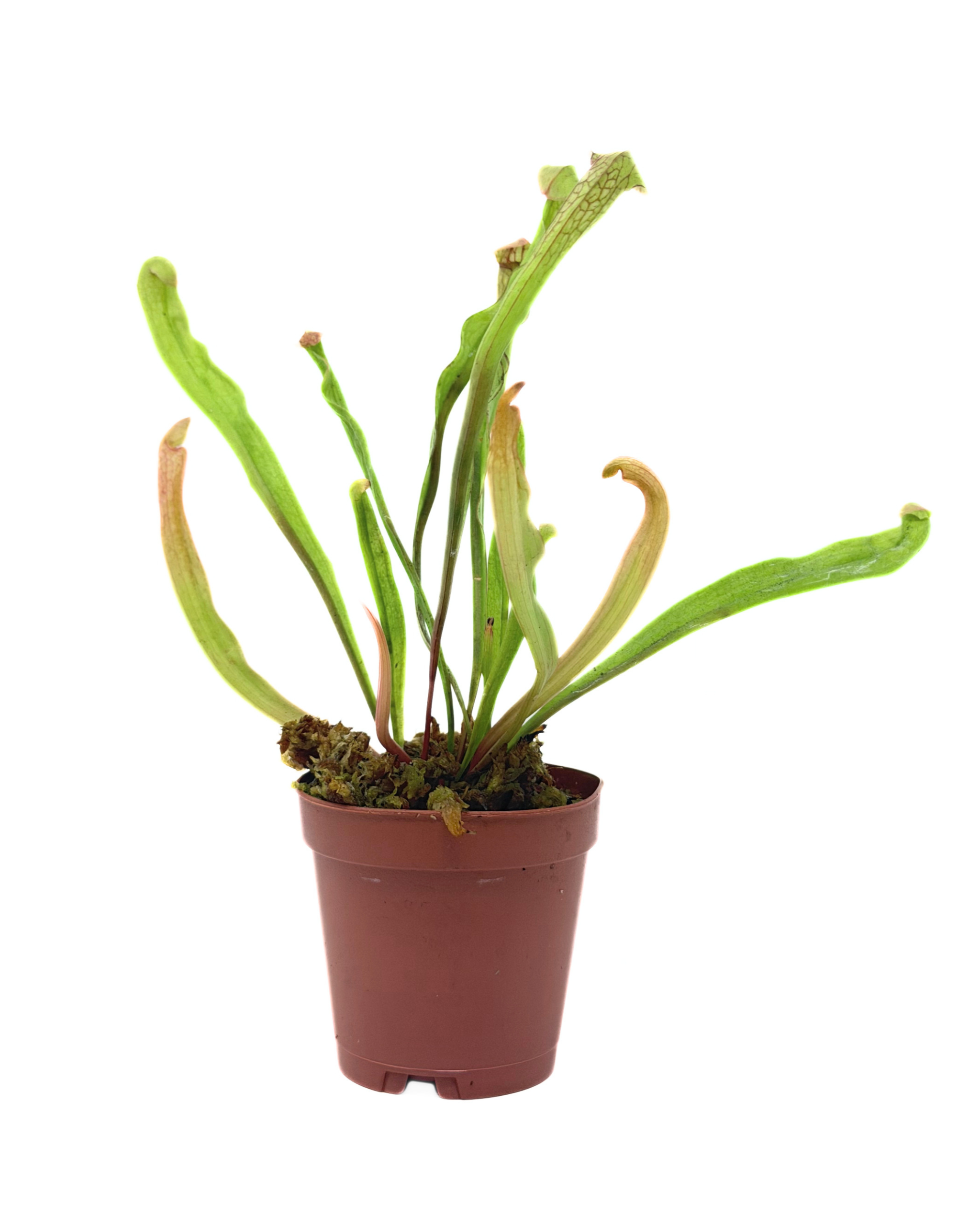 Pitcher Plant Sarracenia 2" Pot