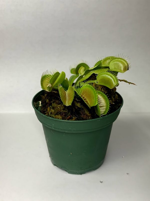 Venus Fly Trap w/Dome (Dionaea muscipula 'Dente') 3" Pot - Image 2
