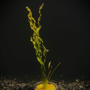 Potted Vesuvius Sword (Hellanthium bolivianum 'Vesuvius')