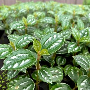 Aluminum (Pilea cadierei)